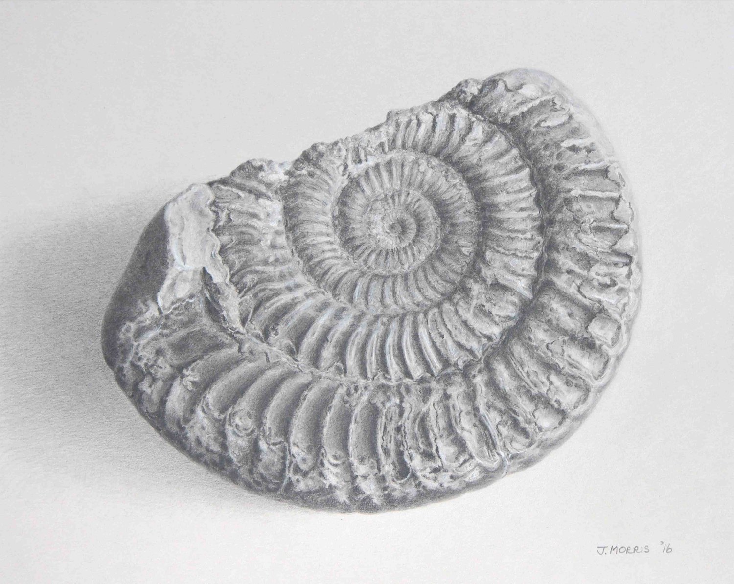 Ammonite (2016).