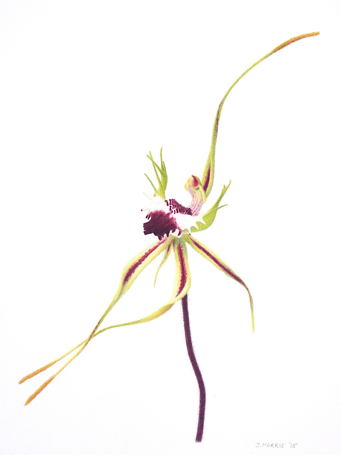 King Spider Orchid, Arachnorchis tentaculata (2015).