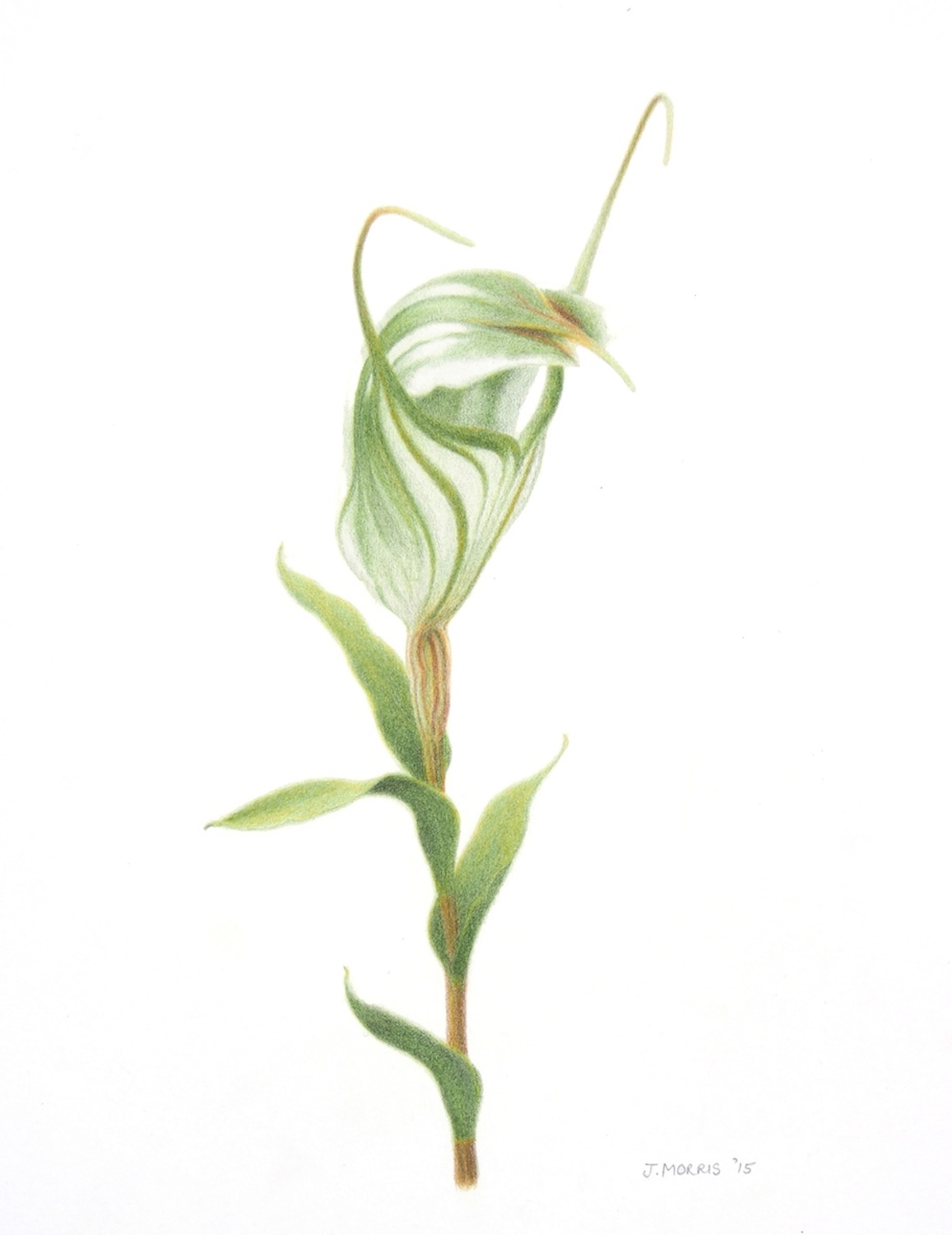 Common Green Shell Orchid, Diplodium robustum (2015).