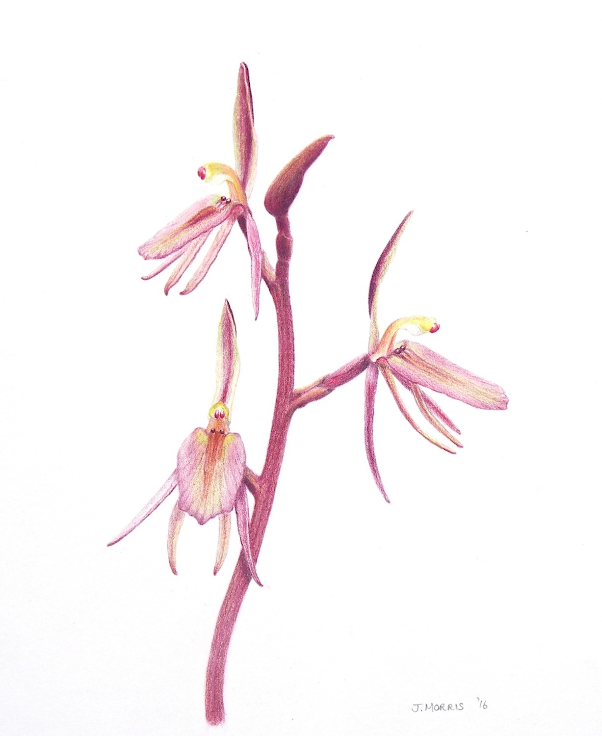 Small Gnat Orchid, Cyrtostylis reniformis (2016).